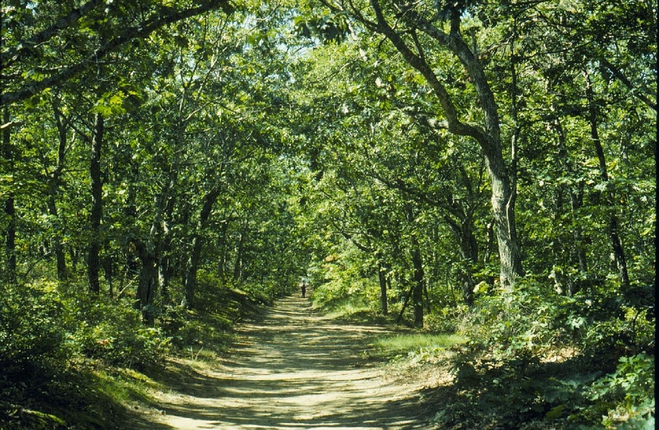 A road shrouded in green trees. 